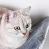  Kattenligstoel Kattenwandligstoel Kattenbed Kattenplank Wandmontage Pluche Pad MDF Wit + Grijs 41 X 28 X 21 Cm 8