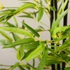  Kunstplant, Kunstbamboe, Inclusief Plantenbak, 17 Cm X 17 Cm X 150 Cm, Groen + Bruin + Zwart 4