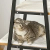 Kattenhuis Krabpaal Met Kattengrot Kattenmeubel Met Grotmatten Ladderplatform Sisalhout Beige 83 X 45 X 121 Cm 9
