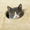 Katten krabpaal klein, 74 cm kattenboom met kattenhol, speelbal, indoor klimtoren met bed, krabmeubel voor katten tot 5 kg, beige 9