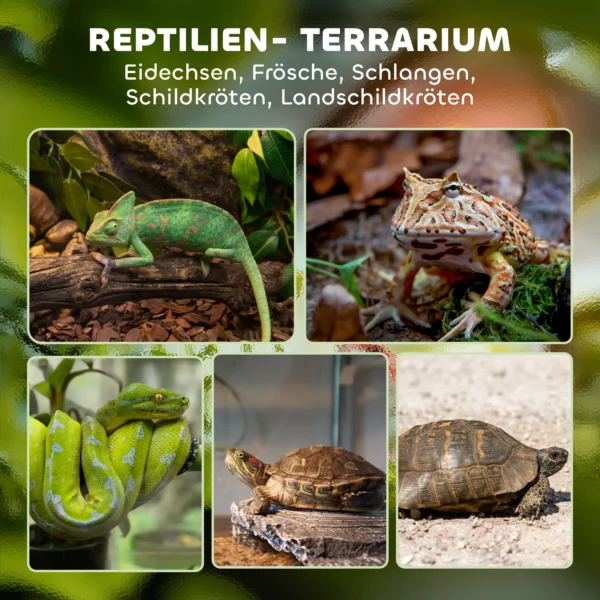 Glazen terrarium voor reptielen, verhoogde & waterdichte bodem, knoopslot 5