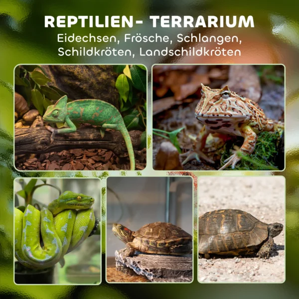 Glazen terrarium voor reptielen, verhoogde & waterdichte bodem, knoopslot 5