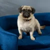 Hundesofa Hundebett Aus Holländischem Samt Hundecouch Mit Rückenlehne, Holzbeine, Kissen Blau
